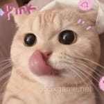 Avatar of Waqas Javed